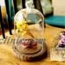 Large Glass Display Bell Jar Dome Cloche With Base Decorative Desk Vintage Stand   173385873851